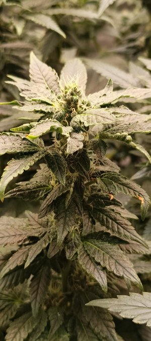 IMG_20250612_192219_949.jpg IMG_20250612_192219_949.jpg