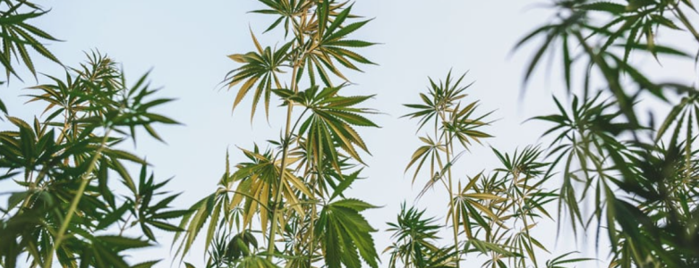 1749827887042.png 1749827887042.png