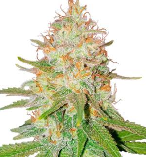 1750079026269.png 1750079026269.png