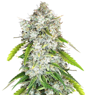 1750079045468.png 1750079045468.png