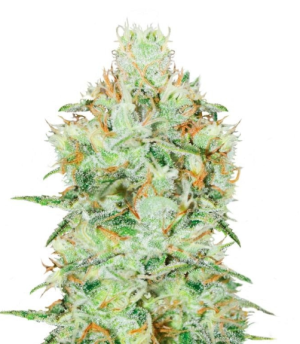 1750092241372.png 1750092241372.png