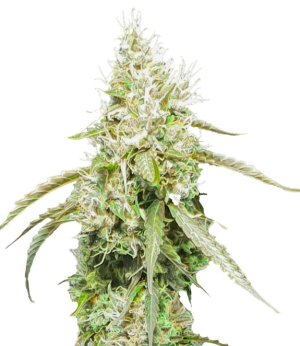 1750092271577.png 1750092271577.png