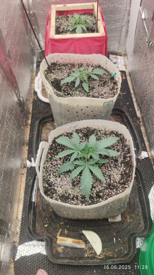 IMG_20250617_003230.jpg IMG_20250617_003230.jpg