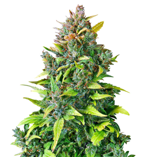 1750163604617.png 1750163604617.png