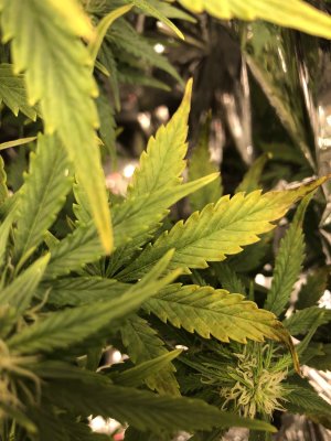 IMG_1763.JPG IMG_1763.JPG