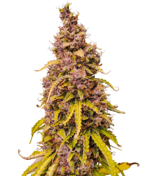 1750323624977.png 1750323624977.png