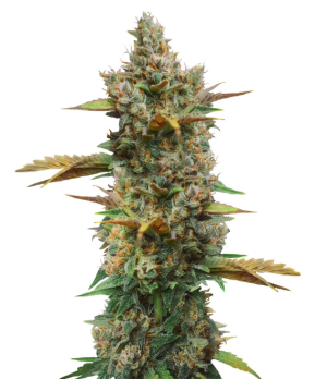 1750323661815.png 1750323661815.png