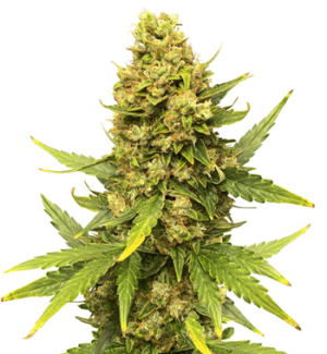 1750331947626.png 1750331947626.png