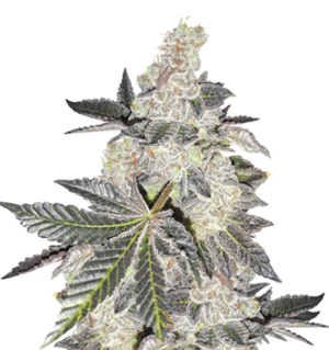 1750331961908.png 1750331961908.png