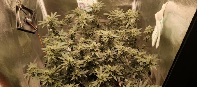 IMG_20250620_180322_669.jpg IMG_20250620_180322_669.jpg