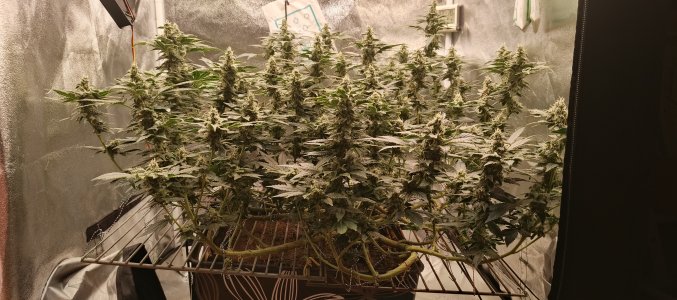 IMG_20250620_180315_830.jpg IMG_20250620_180315_830.jpg