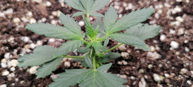 IMG_20250621_114726.jpg IMG_20250621_114726.jpg