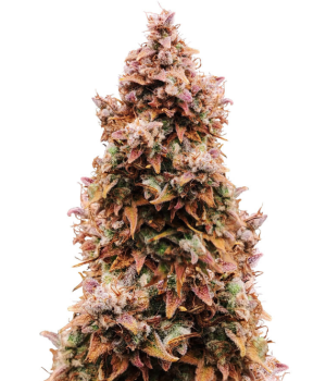 1750666869484.png 1750666869484.png