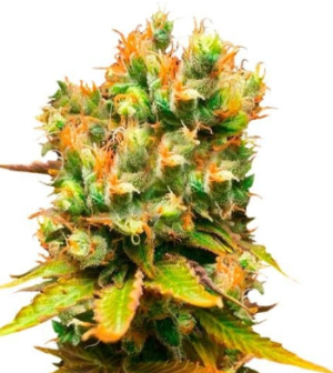 1750848239927.png 1750848239927.png