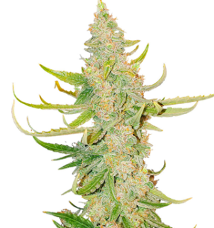 1751024831371.png 1751024831371.png