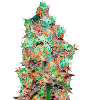 1751024864236.png 1751024864236.png