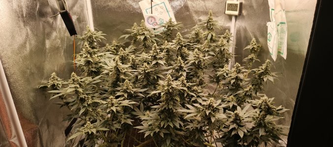 IMG_20250627_185430_796.jpg IMG_20250627_185430_796.jpg