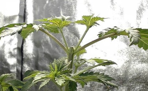 topping__oxdZgGmwYYjNEpGr.jpg topping__oxdZgGmwYYjNEpGr.jpg