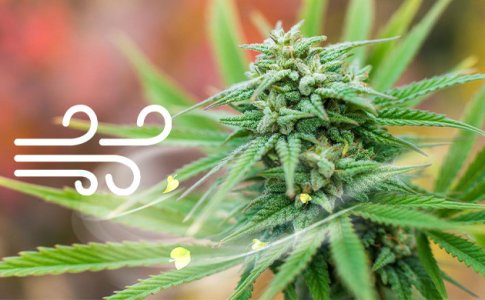 veter__ZqKGYg17UFR5IVFb.jpg veter__ZqKGYg17UFR5IVFb.jpg