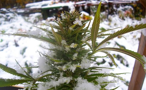 nizkaya-temperatura__QjHGqwxjlGZYGt9J.jpg nizkaya-temperatura__QjHGqwxjlGZYGt9J.jpg