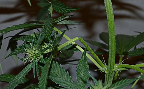 fizicheskoe-povrezhdenie-tkanej-rasteniya__4tGBXTR8fRtFO4gm.jpg fizicheskoe-povrezhdenie-tkanej-rasteniya__4tGBXTR8fRtFO4gm.jpg