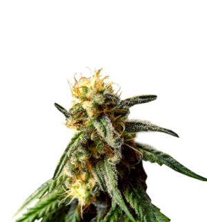 1751296548503.png 1751296548503.png