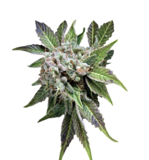 1751296569226.png 1751296569226.png