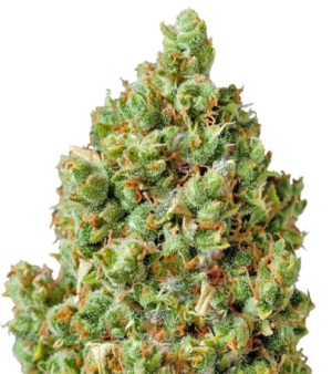 1751298677528.png 1751298677528.png