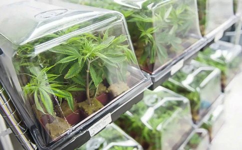 vyrashchivanie-konopli-dlya-skreshchivaniya__GpJDnJLuI2qpijCl.jpg vyrashchivanie-konopli-dlya-skreshchivaniya__GpJDnJLuI2qpijCl.jpg