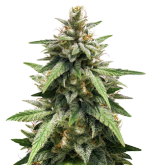 1751546225640.png 1751546225640.png