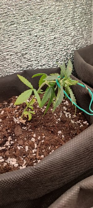 IMG_20250703_182438.jpg IMG_20250703_182438.jpg