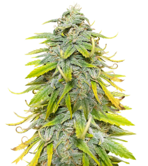 1751817008519.png 1751817008519.png