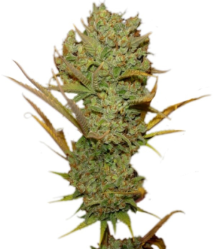 1751817039294.png 1751817039294.png