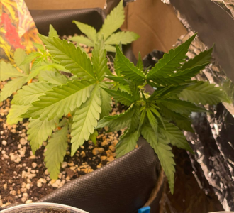 1751990867880.png 1751990867880.png