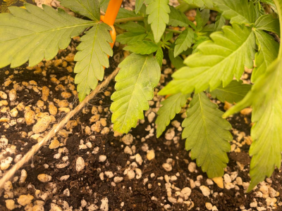 1751991348427.png 1751991348427.png