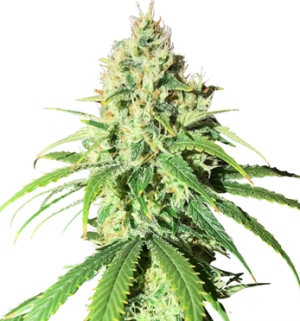 1752240753596.png 1752240753596.png