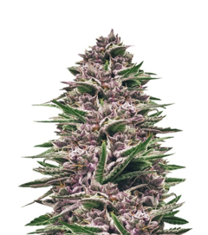 1752240811432.png 1752240811432.png