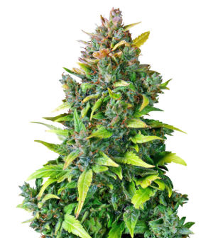 1752591183243.png 1752591183243.png