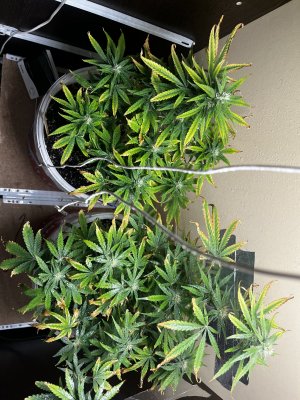 IMG_1569.jpeg IMG_1569.jpeg