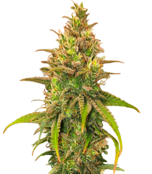 1752732792850.png 1752732792850.png