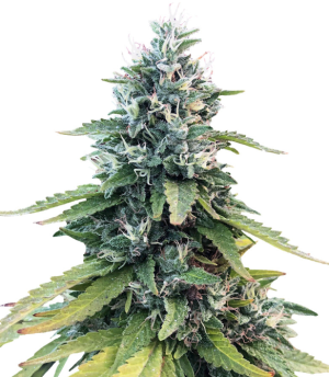 1752732845877.png 1752732845877.png