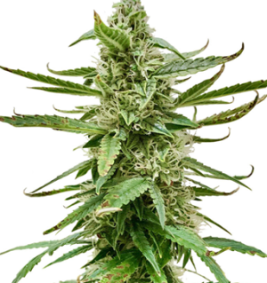 1752758770653.png 1752758770653.png