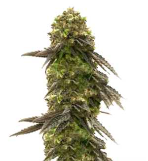 1752843312278.png 1752843312278.png