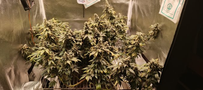 IMG_20250719_002750_108.jpg IMG_20250719_002750_108.jpg