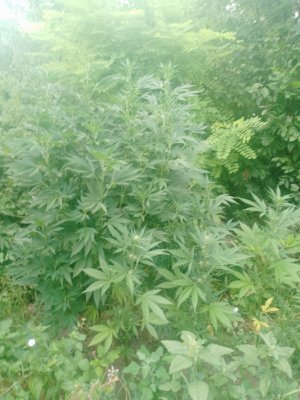 IMG_20250719_062530_767.jpg IMG_20250719_062530_767.jpg