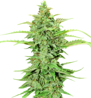 1753015908286.png 1753015908286.png