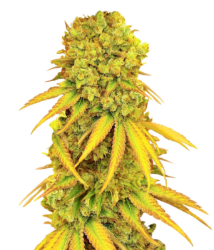 1753113414016.png 1753113414016.png