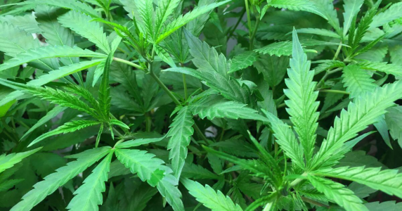 1753113649555.png 1753113649555.png