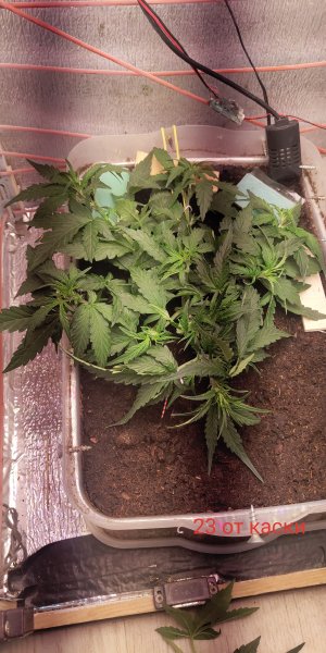 P50723-100146 (1)(1).jpg