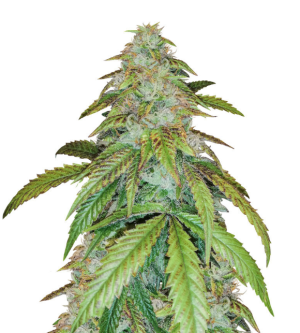 1753264552439.png 1753264552439.png